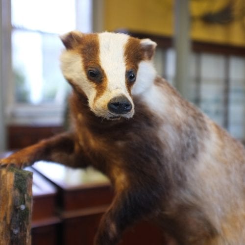 Badger at Natural History Museum in Dublin