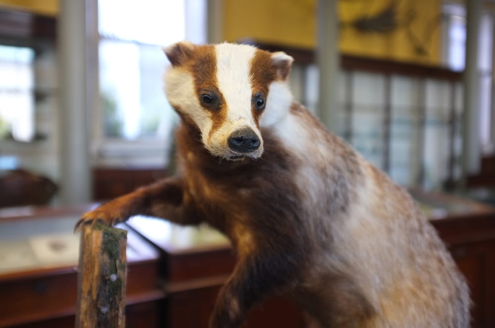 Badger at Natural History Museum in Dublin