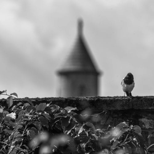 National Botanic Gardens, Dublin, Ireland