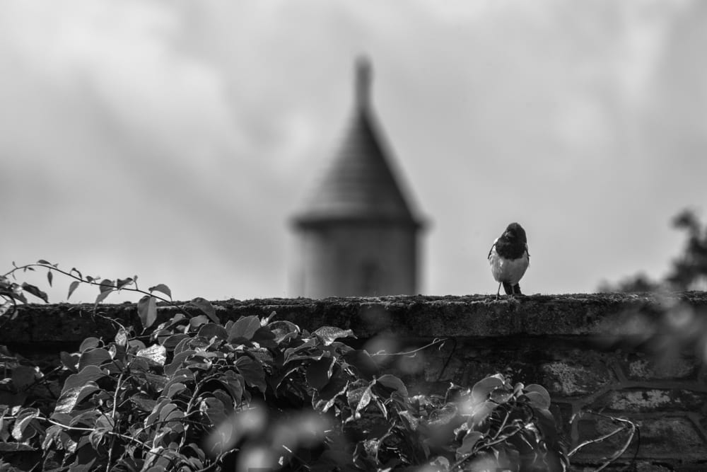 National Botanic Gardens, Dublin, Ireland