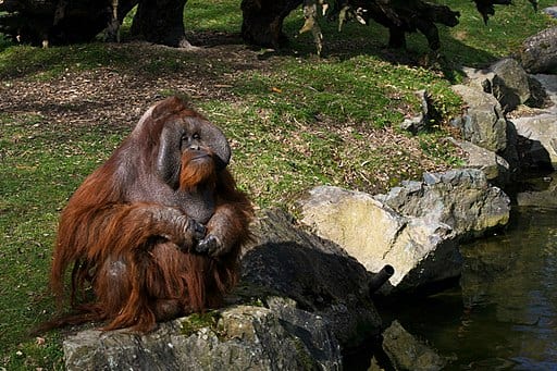 Dublin Zoo